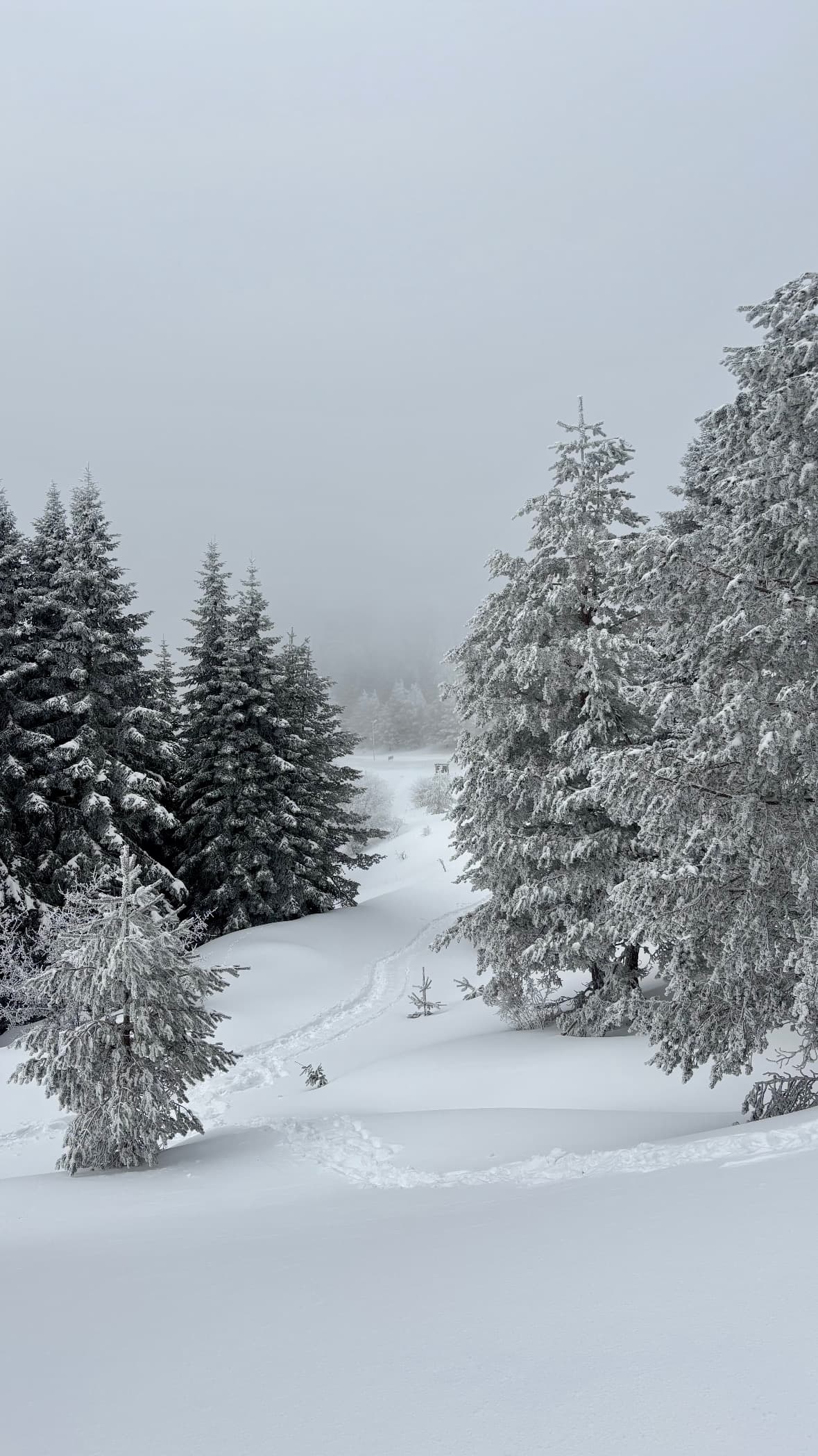 Ilgaz Kamp